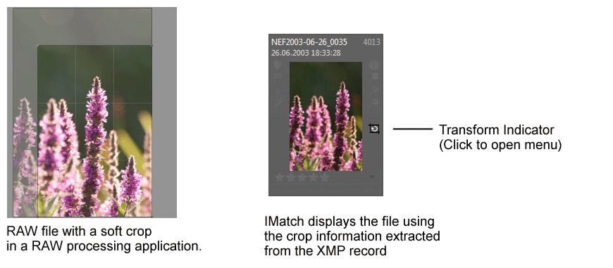 A graphic explaining how IMatch works with XMP crop information in File Windows.