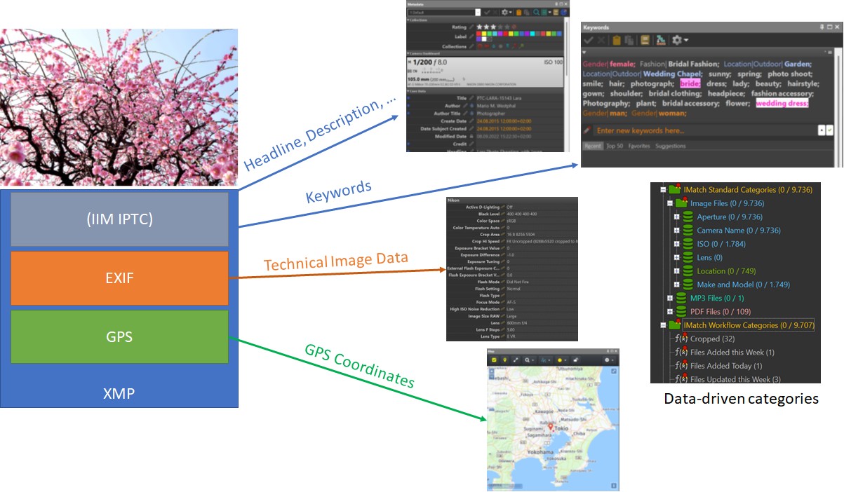 A graphic showing the many sources for metadata IMatch supports, including XMP, IPTC, EXIF and GPS.