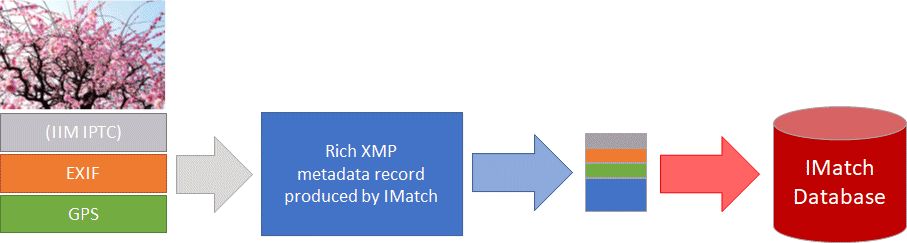 A graphic explaining the automatic metadata input workflow and rich XMP metadata generation in IMatch.